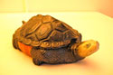 Eastern United States Diamondback dish - Forani Turtle Collection