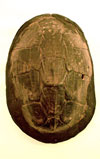 Senufo thumb-piano, soundboard view
